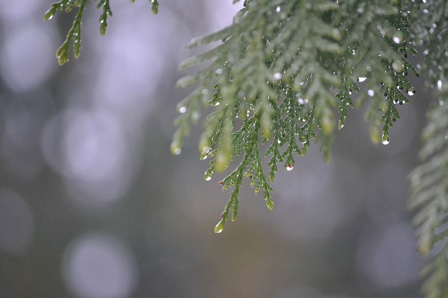 tree, rain, water drops, spring, plant, branch, nature, wet HD wallpaper