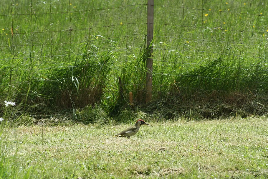 green woodpecker, meadow, on the ground, animal wildlife, animals in the wild, HD wallpaper