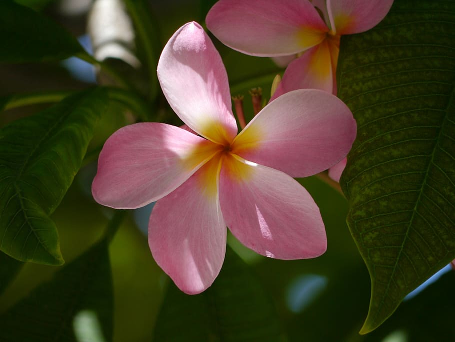 flower, florida, nature, petal, vulnerability, flowering plant HD wallpaper