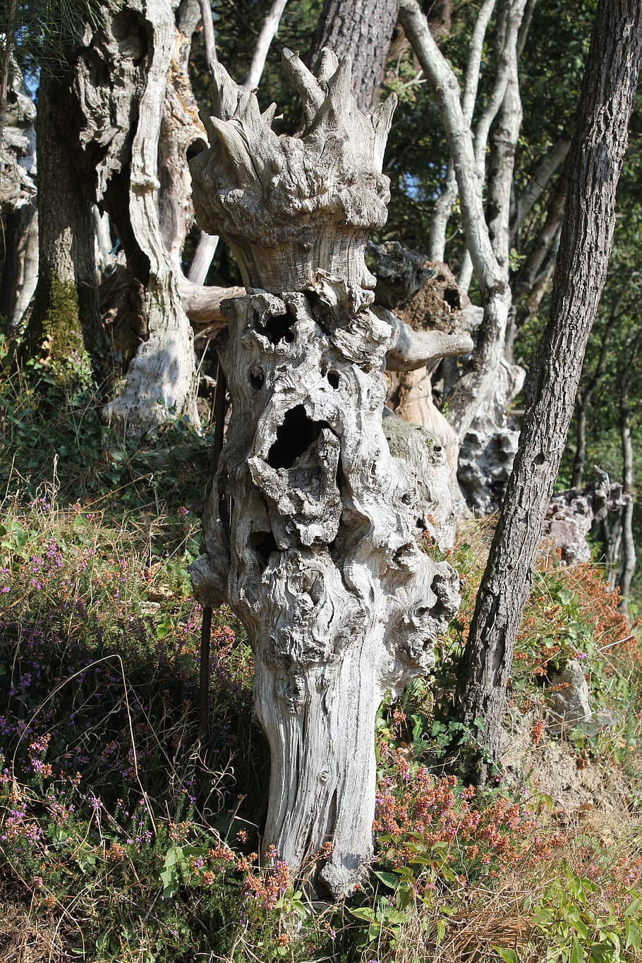root, forest, tree, nature, log, wood, tree stump, rooted, mis shapen HD wallpaper