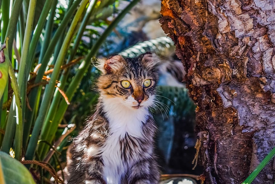 selective focus of wild cat, Stray, Eyes, Animal, Cute, looking