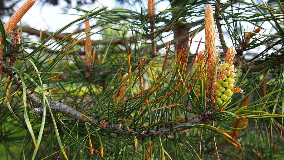 pine, pine cone, development, nature, conifer, pine needles HD wallpaper