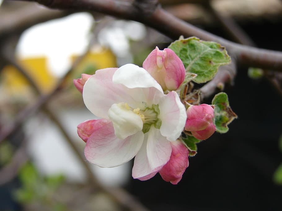 flower, branch, tree, nature, flora, plant, flowering plant HD wallpaper