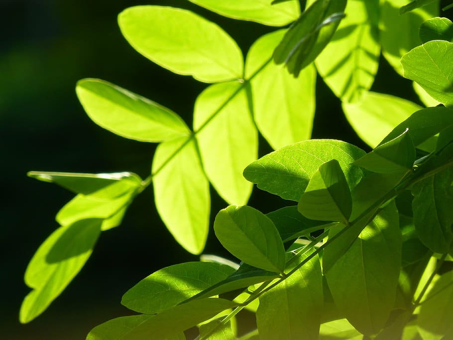 leaf, the leaves, green, plant part, green color, close-up HD wallpaper