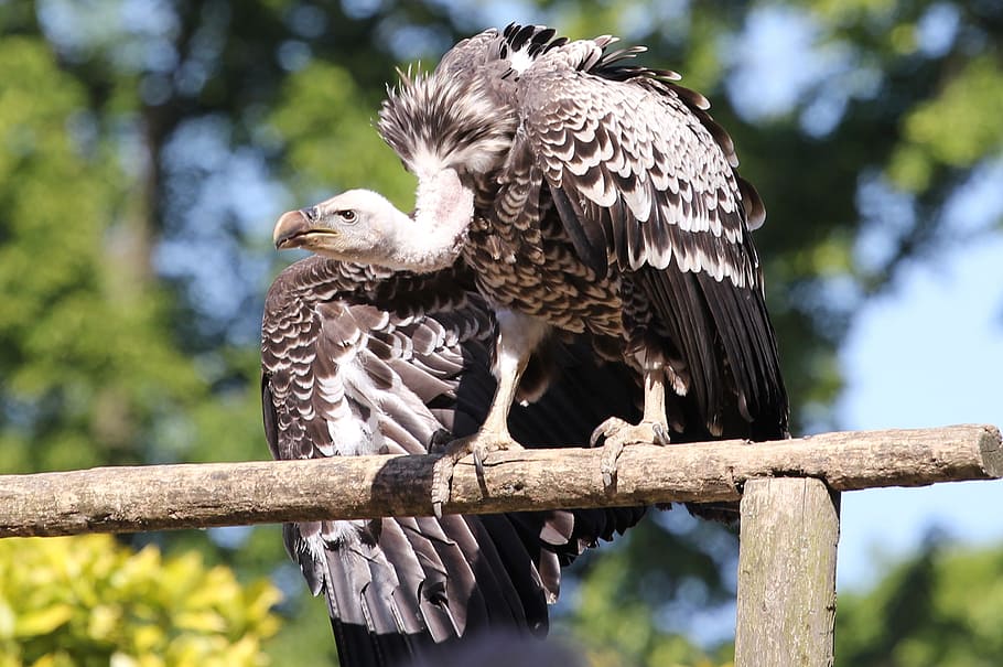 raptor, vulture, eagle, feathers, bird, animal, animals in the wild HD wallpaper