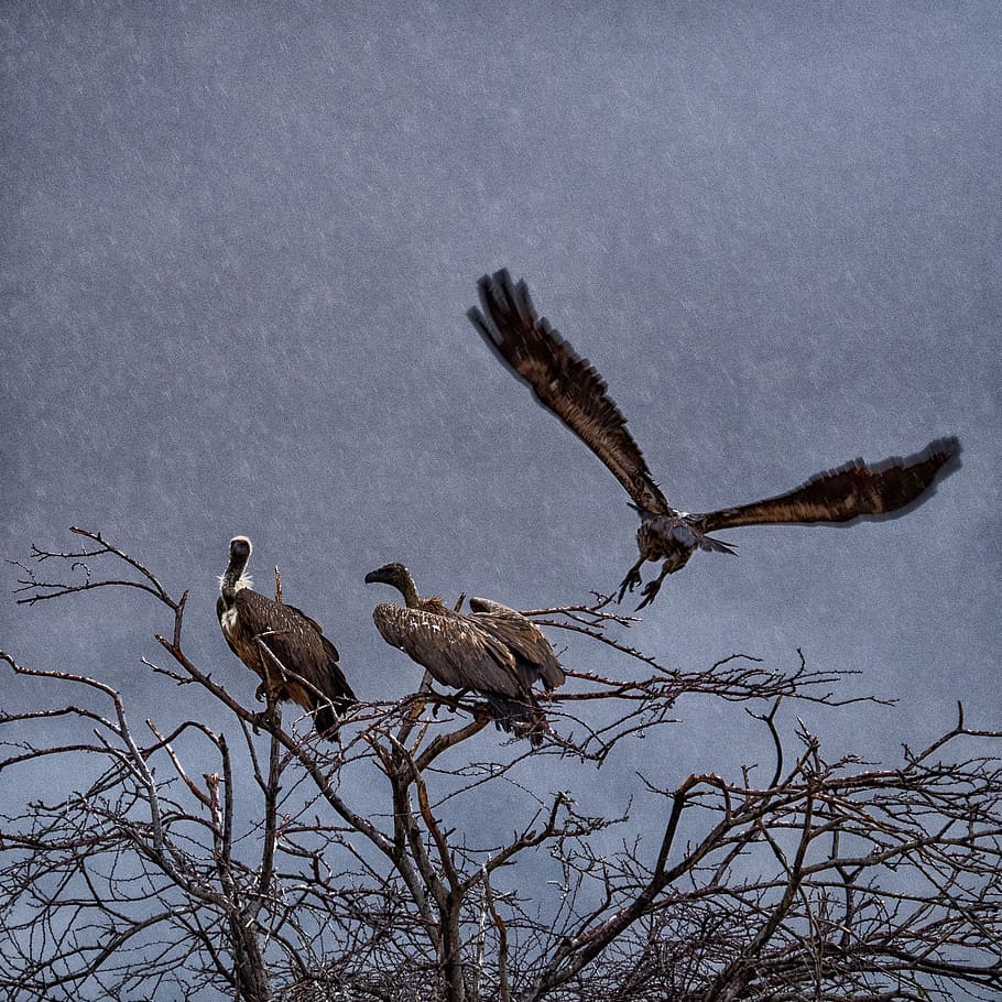 Vulture, Flight, Namibia, rain, bird, nature, wildlife, animal HD wallpaper