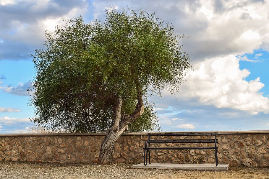 tree, bench, scenery, sky, clouds, autumn, outdoor, potamos liopetri HD wallpaper