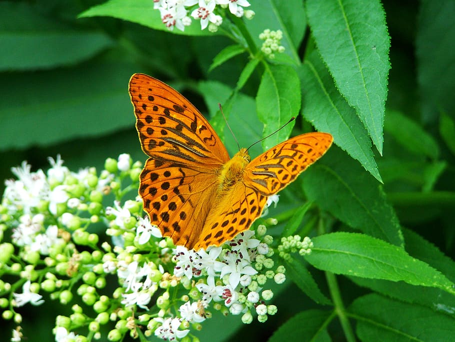 pearl moth, insect, nature, flower, animal themes, animal wildlife HD wallpaper