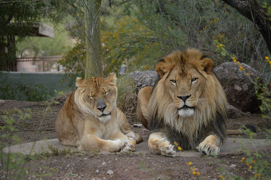 animal, lion, wild, wildlife, nature, zoo, cat, africa, king, HD wallpaper