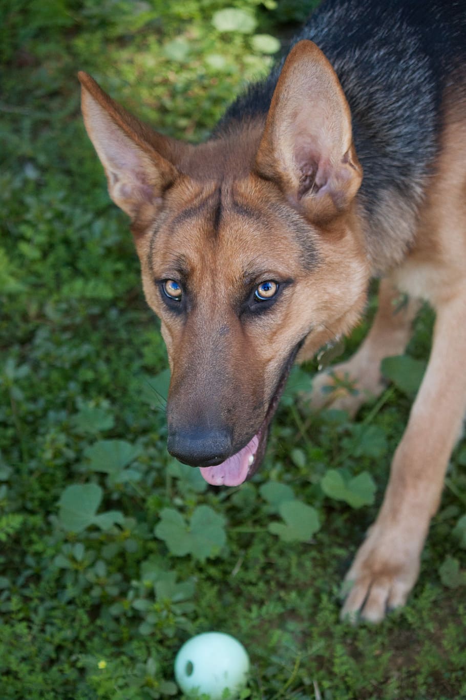 german shepherd steel blue