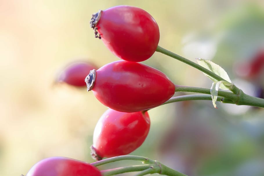 red fruits, rose hip, canina, wild rose, nature, plant, rose greenhouse HD wallpaper