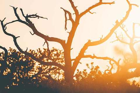 silhouette of tree during sunset, leafless tree, branch, treetrunk HD wallpaper