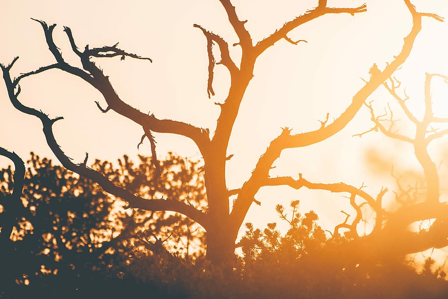 silhouette of tree during sunset, leafless tree, branch, treetrunk HD wallpaper