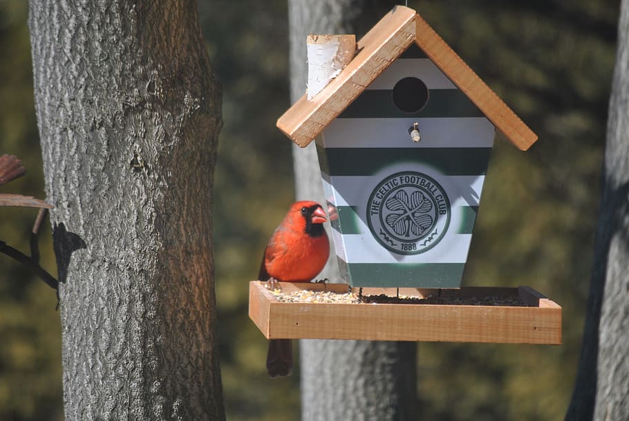 celtic, f, bird, feeder, animal themes, wood - material, animal wildlife HD wallpaper