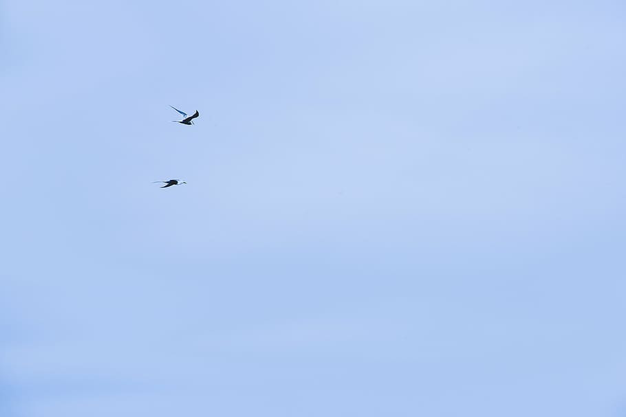 low angle photo of silhouette of birds flying under the sky HD wallpaper
