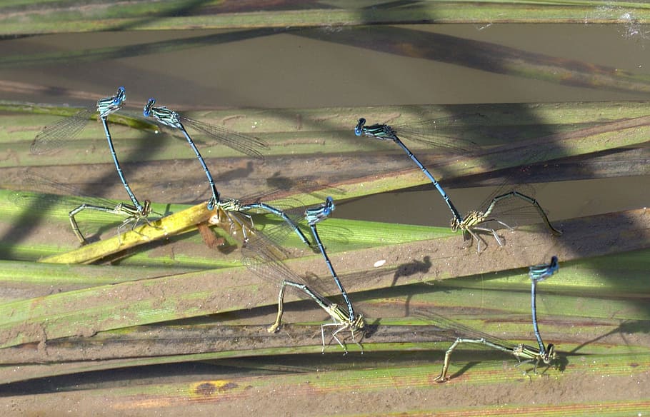 dragonflies, mating, water, insect, invertebrate, nature, animal wildlife HD wallpaper