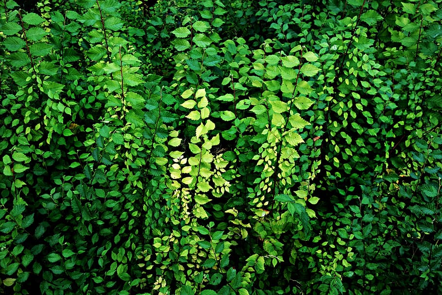 leaf, foliage, plants, growth, roadside, wall of leaves, nature HD wallpaper