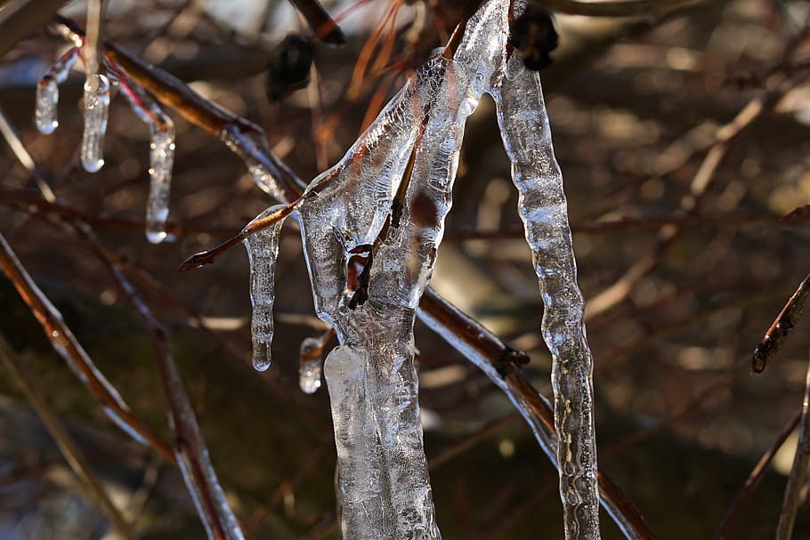 ice, winter, cold, icicle, frost, tree, branch, frosty, nature HD wallpaper