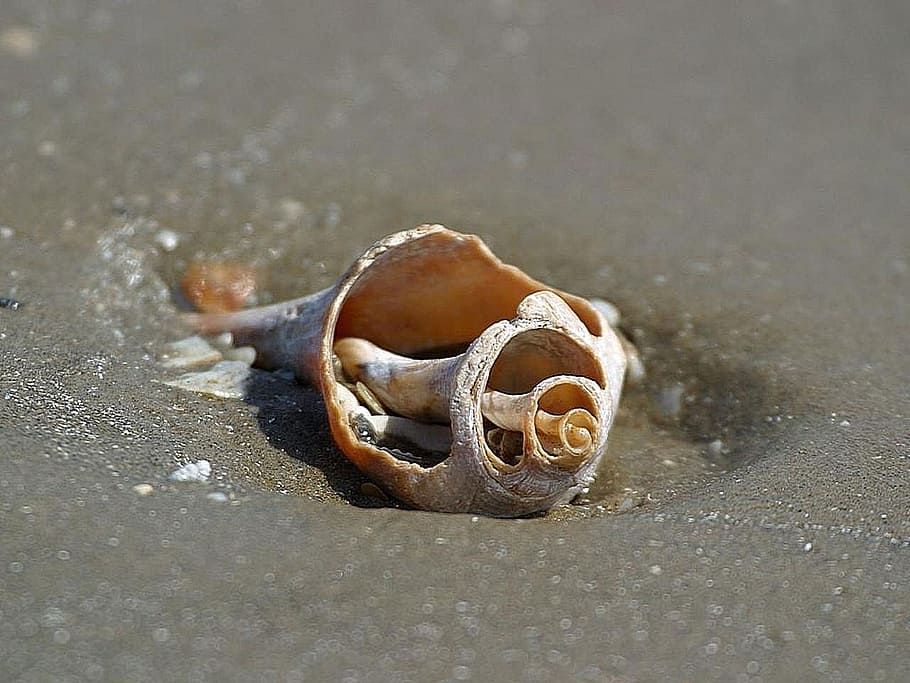 beach, oceans, sand, shells, beaches, landscapes, nature, bone HD wallpaper