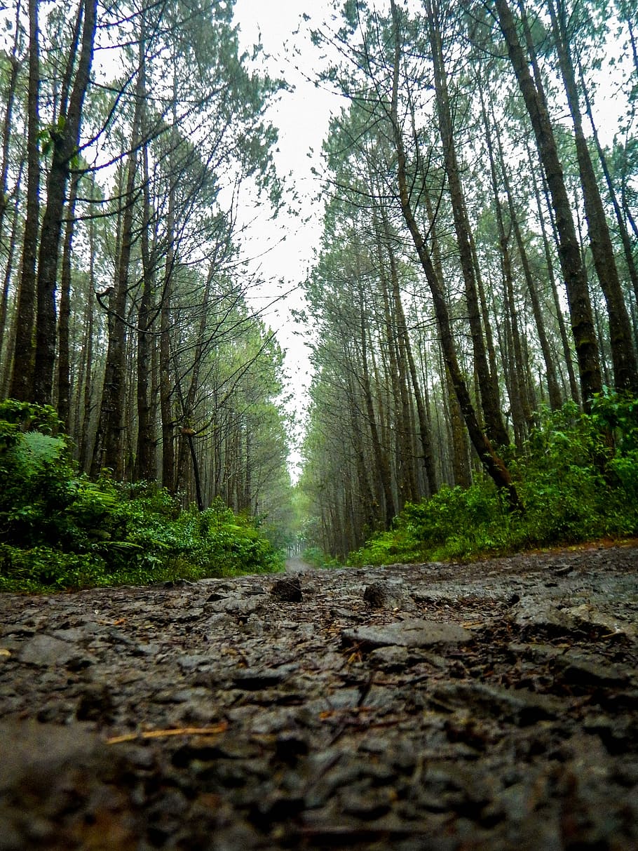 road, trail, pine, forest, nature, tree, outdoors, tree trunk HD wallpaper