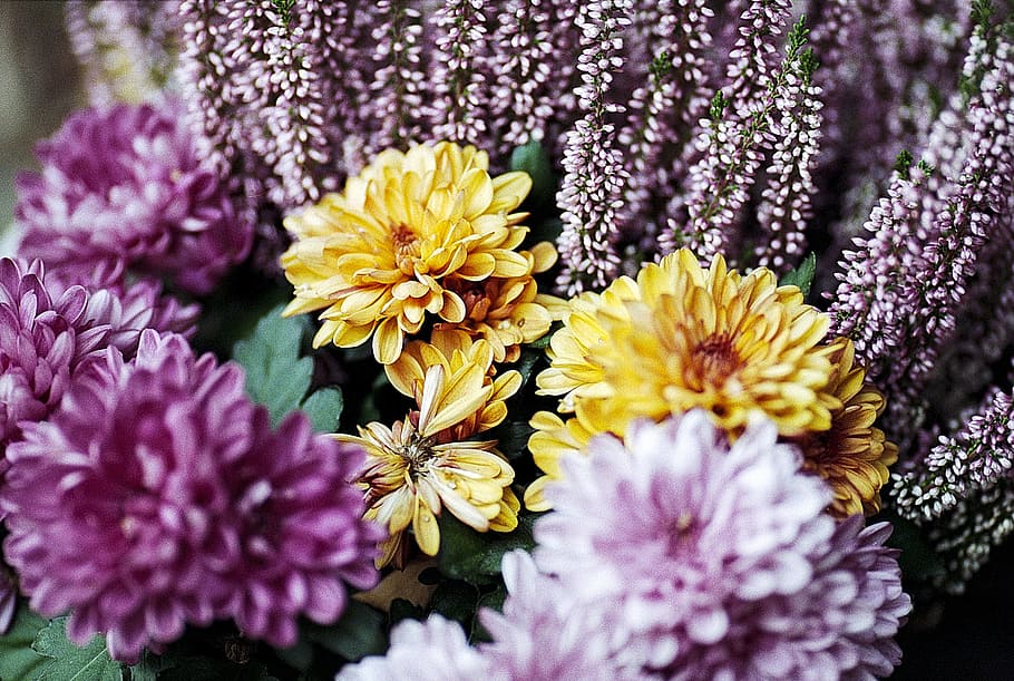 flower, spring, yellow, pink, purple, spring flowers, nature HD wallpaper