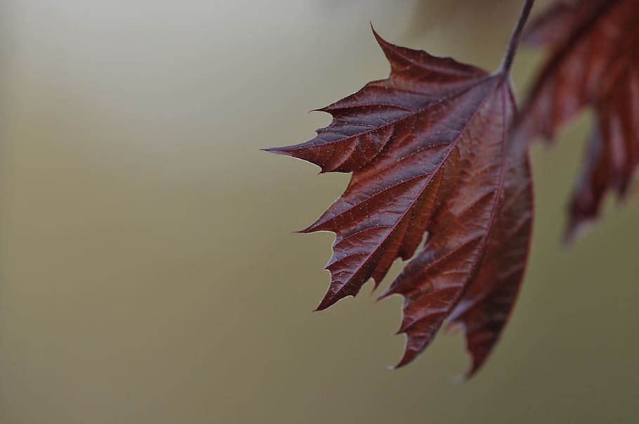 fall, leaves, template, red, maple, autumn, plant part, leaf HD wallpaper