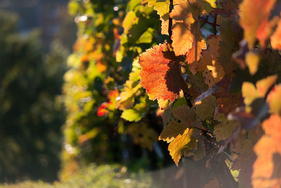 HD wallpaper: Vineyard, Red, Vine, Leaves, autumn, vine leaves, vines