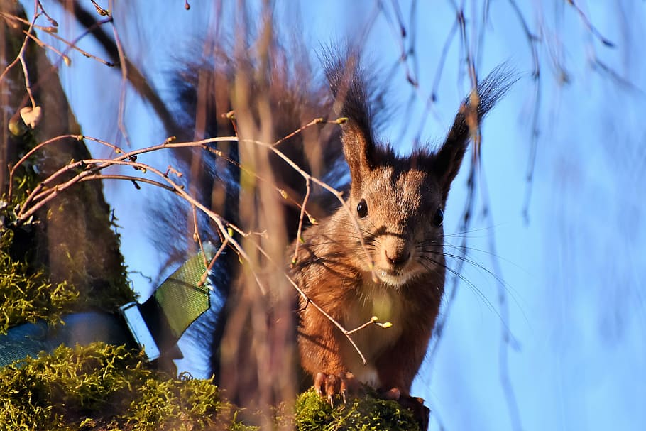 close-up photography of squirrel, verifiable kitten, rodent, garden, HD wallpaper