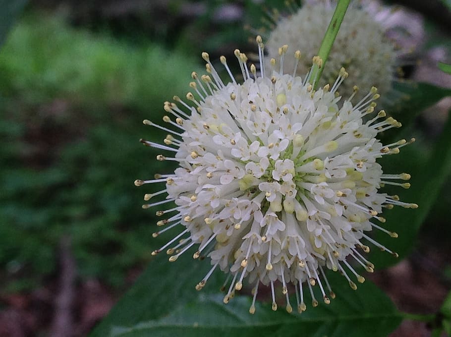 buttonbush, cephalanthus, occidentalis, white, ball, flower HD wallpaper