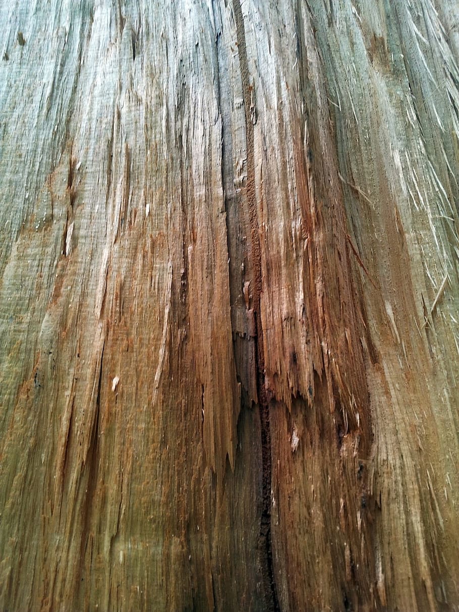 wooden, trunks, bark, timber, woody, stems, trees, textures HD wallpaper