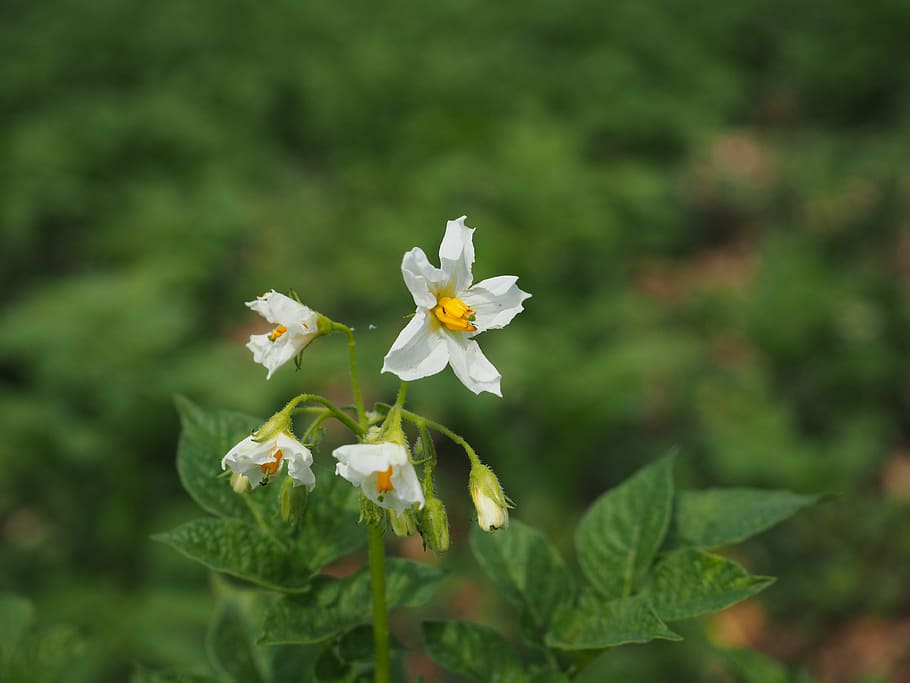 potato shrub, potato blossom, bloom, white, solanum tuberosum, HD wallpaper