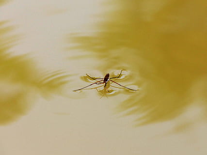 Insect, Bug, Ripples, Water, Skipper, water skipper, walking on water HD wallpaper