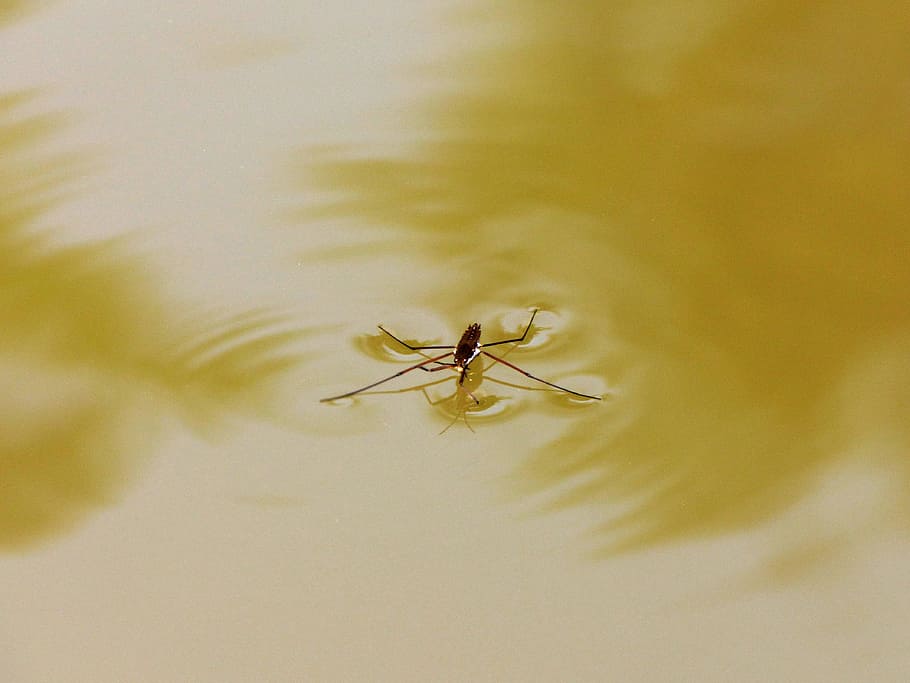 Insect, Bug, Ripples, Water, Skipper, water skipper, walking on water HD wallpaper