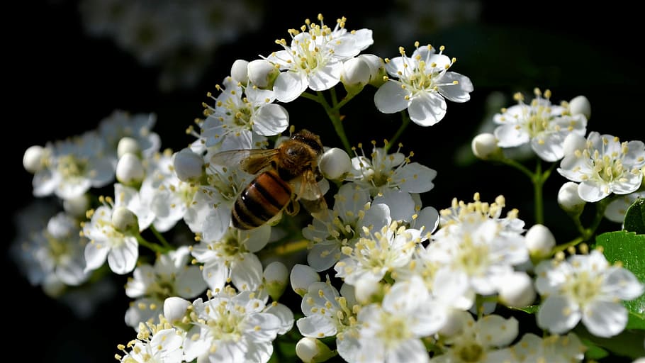 bees, nature, bug, flower, close up, garden, pollinate, bloom HD wallpaper