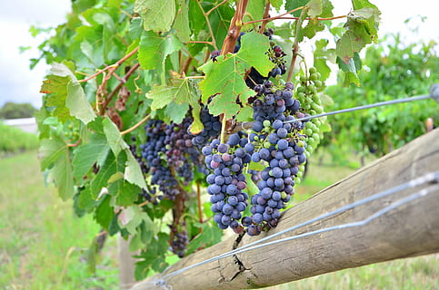 Grape, Wine, Vineyard, Taste, Alcohol, winery, fruit, harvest HD wallpaper