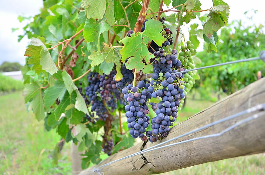 Grape, Wine, Vineyard, Taste, Alcohol, winery, fruit, harvest HD wallpaper