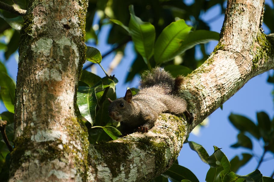 squirrel, tree, leaves, nature, forest, green, branch, branches HD wallpaper