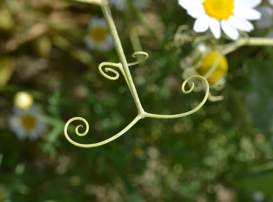 Ranke, Bean, Daisy, Climb, plant, focus on foreground, no people HD wallpaper