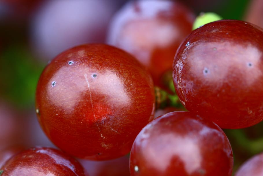 grape, red, wine, vine, eat, food and drink, healthy eating HD wallpaper