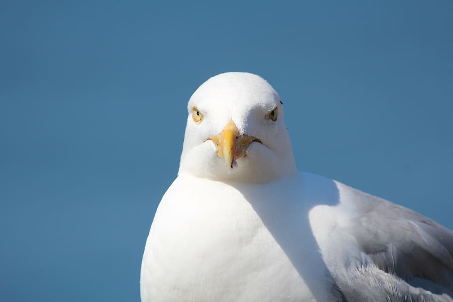 gull, helgoland, bird, animal themes, one animal, animal wildlife HD wallpaper