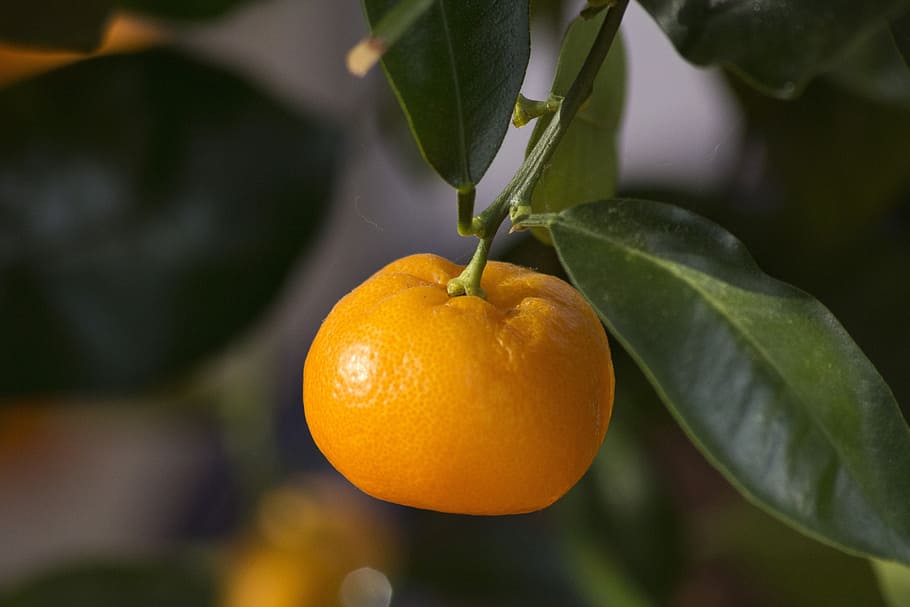 mini orange, geraniums, food, fruit, leaf, healthy eating, plant part HD wallpaper