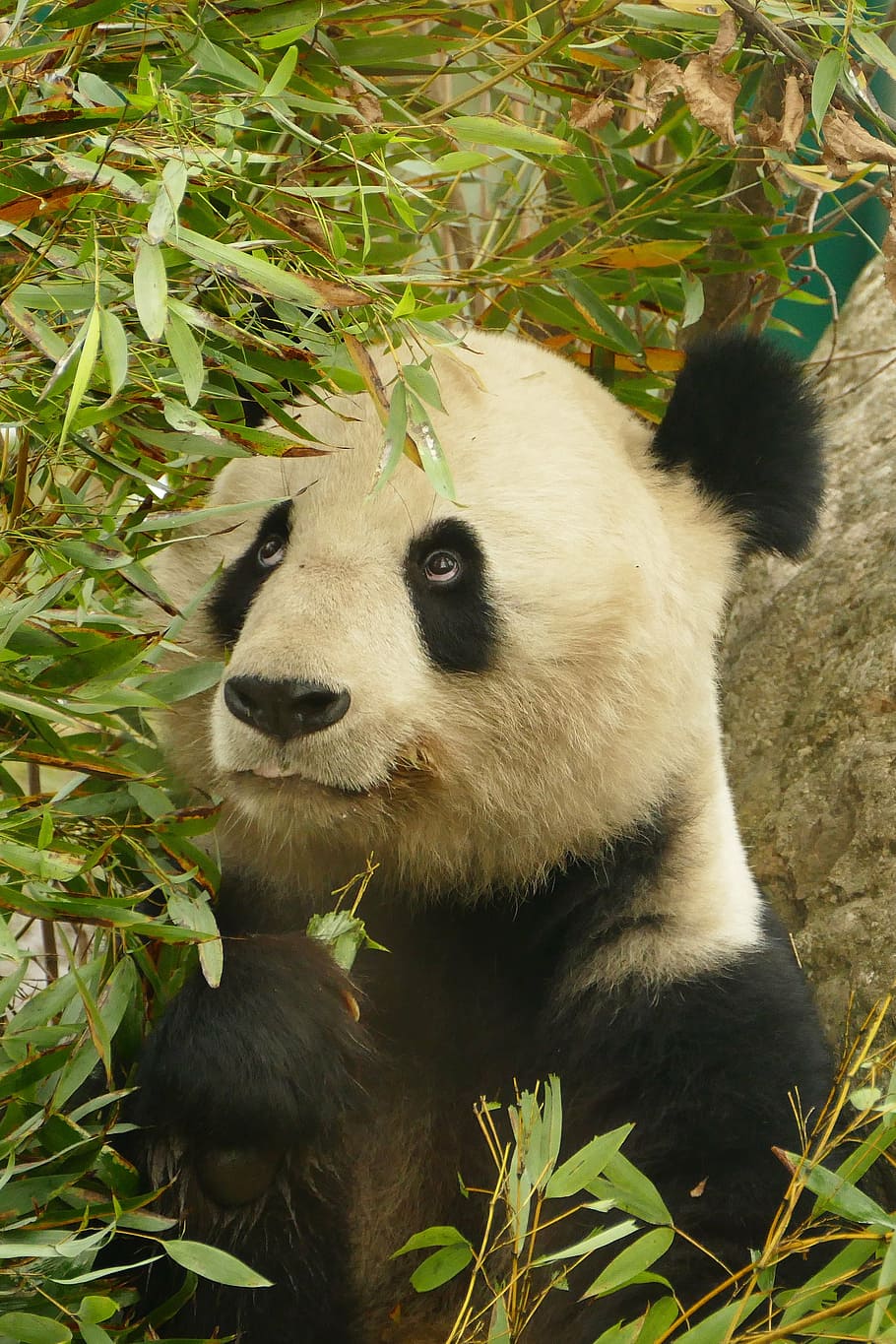 white and black panda under the bamboo grass, animals, bear HD wallpaper