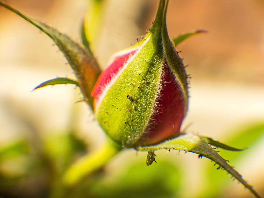 rosebud, flower, plant, plant part, leaf, close-up, growth