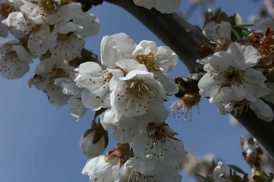 HD wallpaper: almond tree, flowers, flowery branch, flowering, spring ...