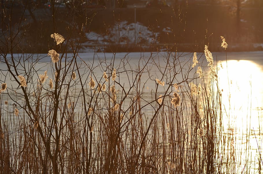 reeds, pond, cane, reflection, water, plant, lake, nature, tree HD wallpaper
