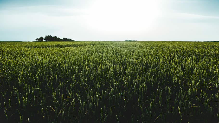 green meadow under clear sky, green grass field, wheat, grain HD wallpaper