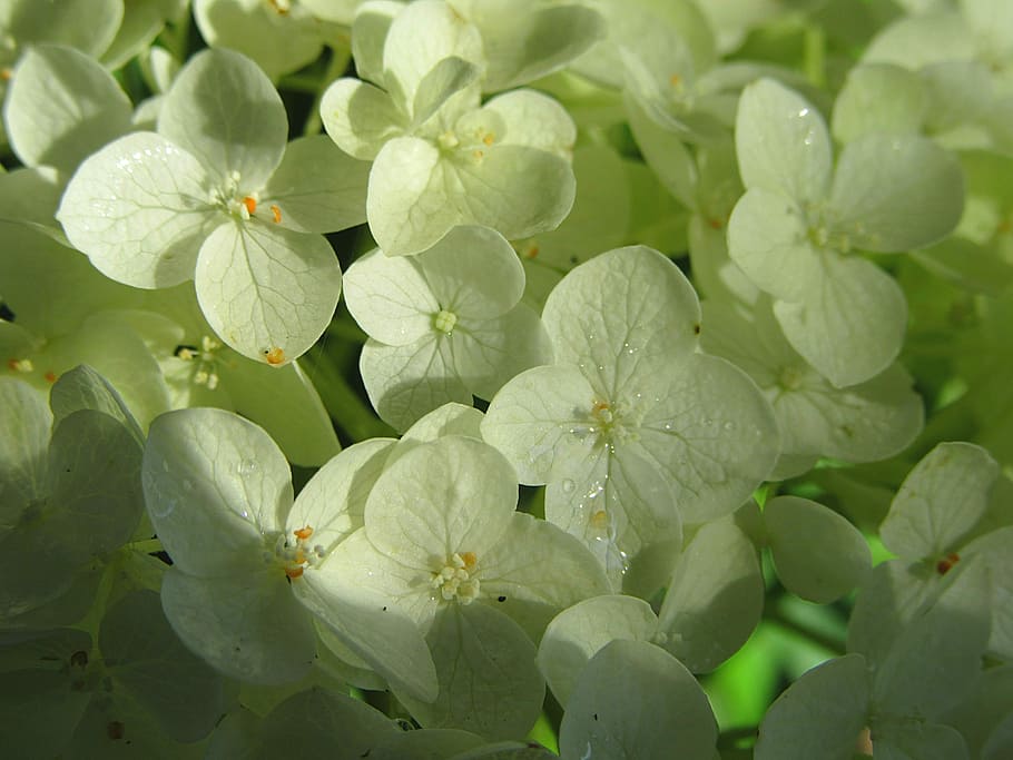 hydrangea, white flower, flowers, sunlight, bloom, nature, summer HD wallpaper