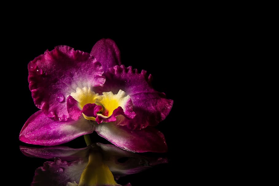 purple and white flower, blossom, bloom, orchids, mirroring HD wallpaper