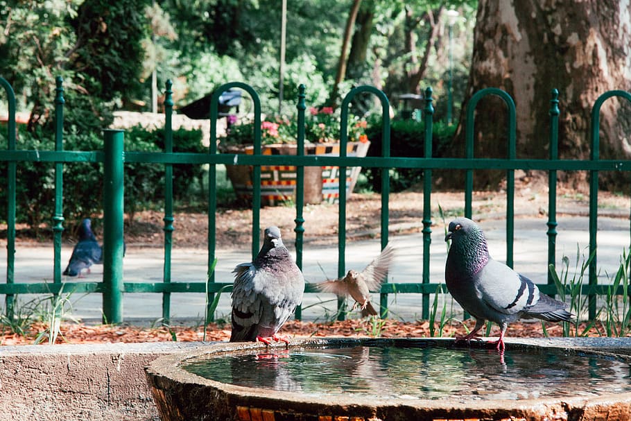 Doves on a fountain, animals, bird, nature, outdoors, animal themes HD wallpaper