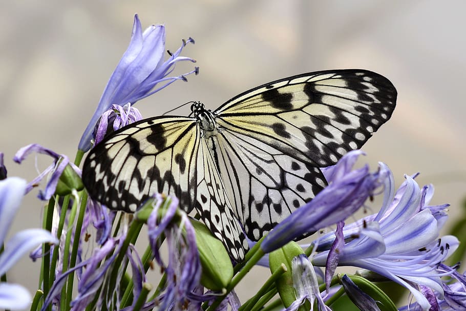 Paper Kite butterfly in closeup photo, insect, wing, animal HD wallpaper